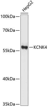 KCNK4 / TRAAK Antibody