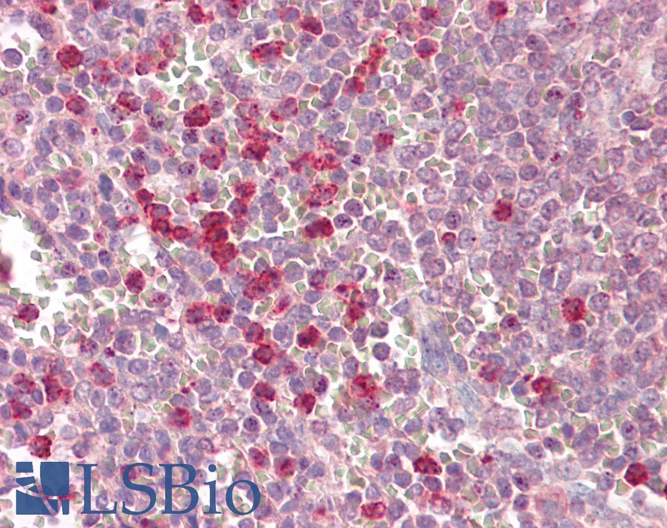 SIRT3 / Sirtuin 3 Antibody (C-Terminus)