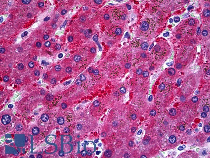 IHC-plus™ Monoclonal Mouse anti-Human ALDH1L1 Antibody (clone 3E9, IHC, IF, WB)