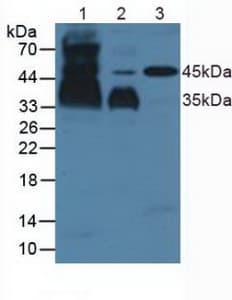PDPN / Podoplanin Antibody (aa23-143)