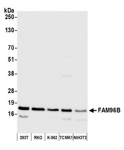 FAM96B Antibody (aa1-50)