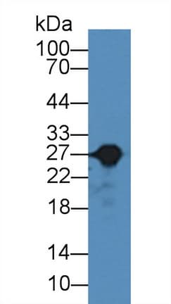 GSTA3 Antibody (aa1-221)