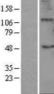 GLCT2 / B3GALT2 Protein (Over-Expression Lysate Myc-DDK (Flag))