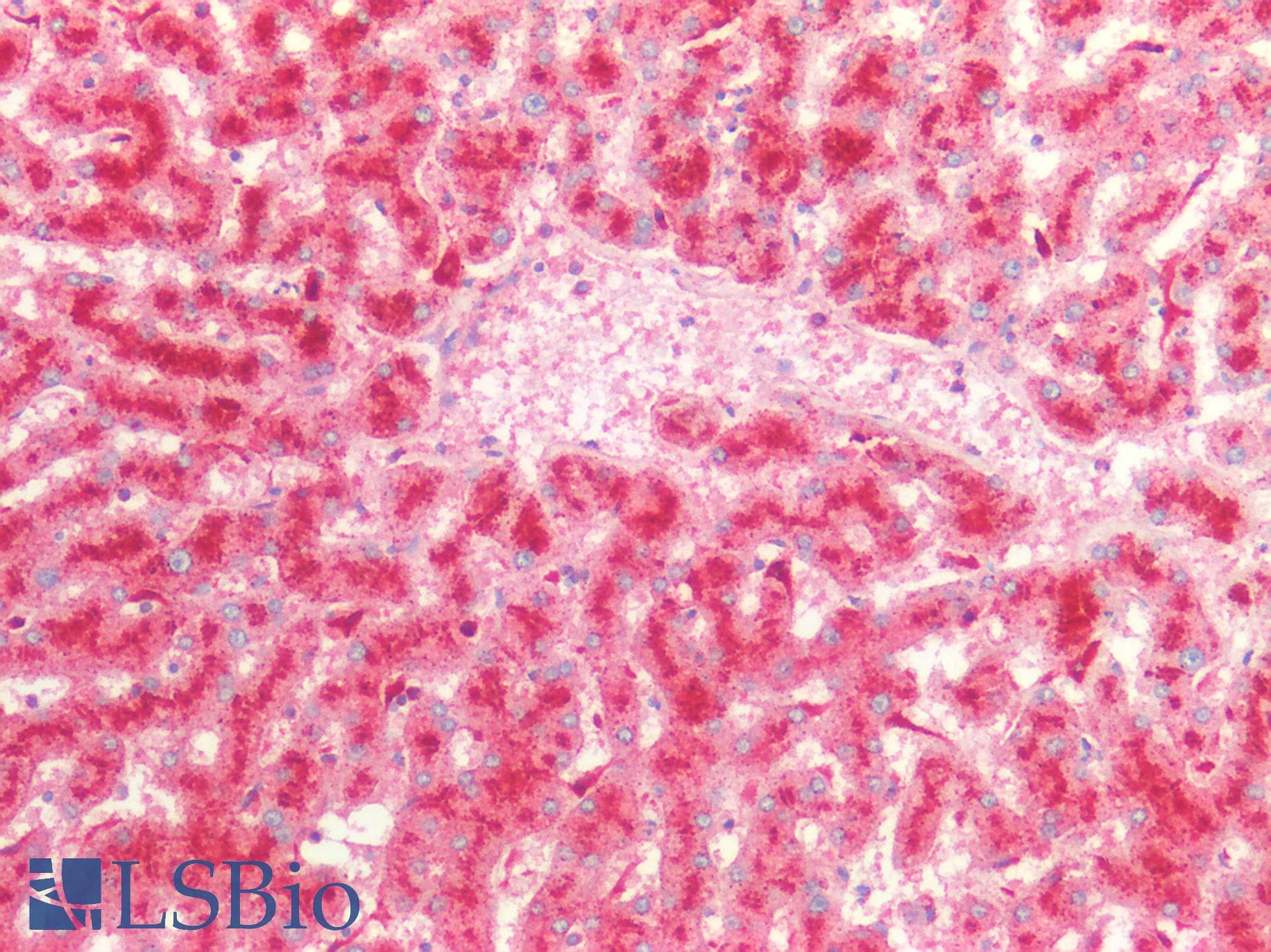 PathPlus™ PSAP / Prosaposin Antibody (aa1-250)