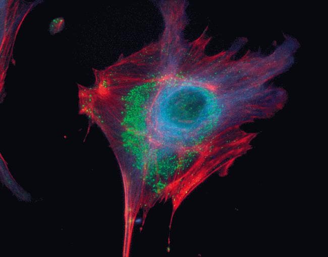 Alpha Tubulin Antibody (clone 236-10501)