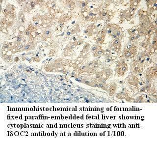 ISOC2 Antibody (aa26-203)