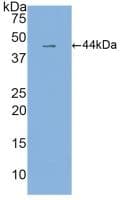 IL6 / Interleukin 6 Antibody (aa29-212)