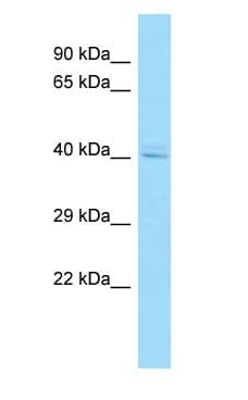 AHSA1 / AHA1 Antibody (C-Terminus)