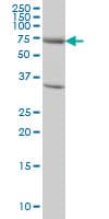 EXOC7 Antibody (clone 1D4)