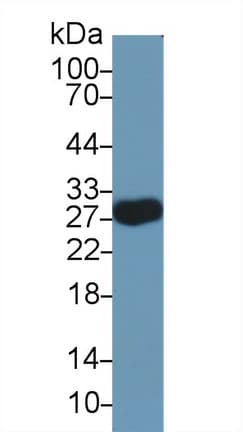 MOG Antibody (aa28-152, APC)
