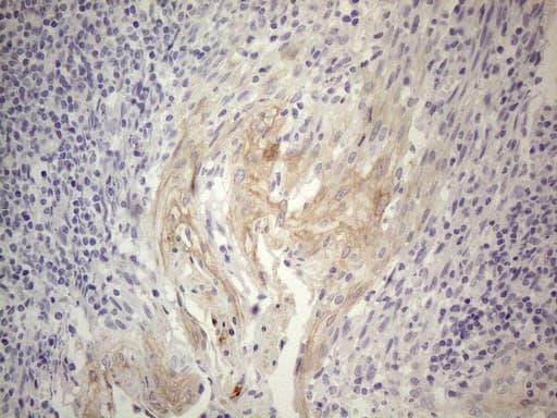 SIP1 Antibody (clone OTI4B3, Carrier-free)