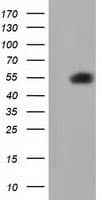 SMAD2 Antibody (clone OTI4G7)