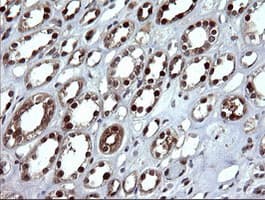 DDT / Dopamine Tautomerase Antibody (clone OTI3B10)