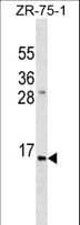 Insulin Antibody (aa35-64)