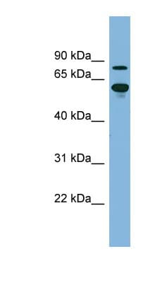 ABCF2 Antibody (aa143-192)