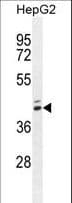 MAMSTR Antibody (aa9-37)