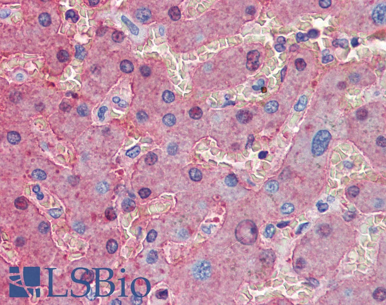IHC-plus™ ALB / Serum Albumin Antibody (clone 8F6F9)