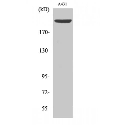ESPL1 / Separase Antibody (740-820 aa)
