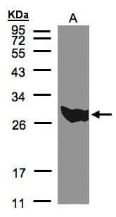 PGAM1 Antibody (aa191-254)