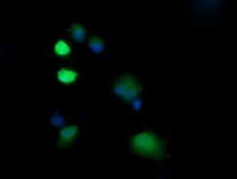 UBE2G2 Antibody (clone OTI4A12)