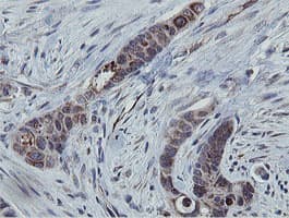 MRPS27 Antibody (clone OTI3A8)