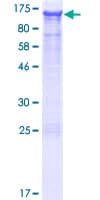 Human ASAP3 Protein (Recombinant GST)