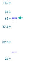 Human ZNF101 Protein (Recombinant GST)