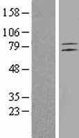 ADGRL4 / ELTD1 Protein (Over-Expression Lysate Myc-DDK (Flag))