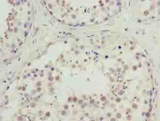 C10orf91 Antibody