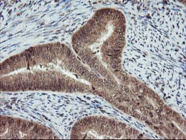RYBP Antibody (clone OTI1B2, Carrier-free)