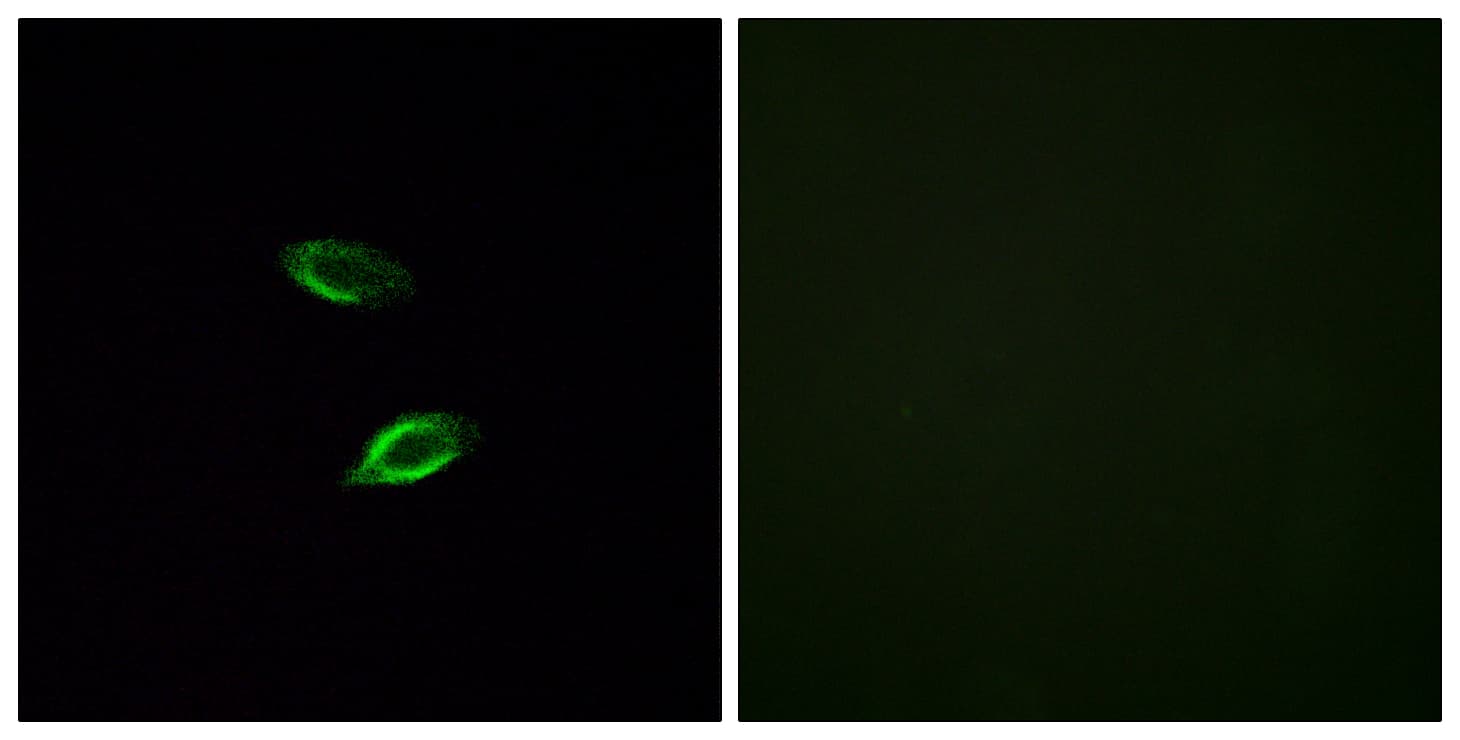 GPR157 Antibody (aa81-130)