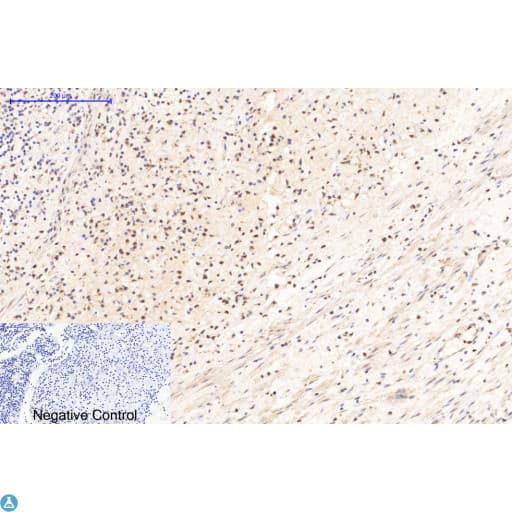 Monoclonal Mouse anti-Human BAX Antibody (IHC, WB)