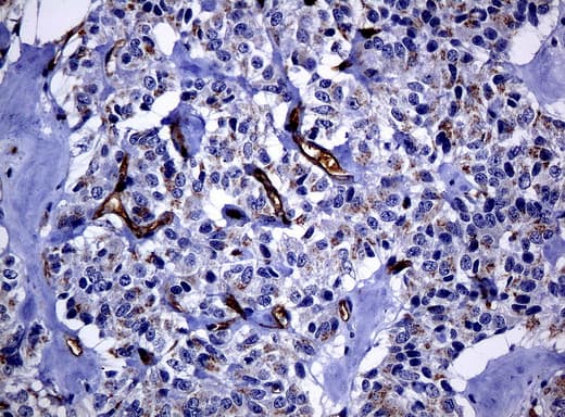 FOLH1 / PSMA Antibody (clone UMAB27, Carrier-free)