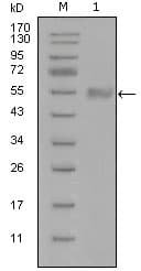 Monoclonal Mouse anti-Human SYT1 / Synaptotagmin Antibody (clone 8G11B10, WB)