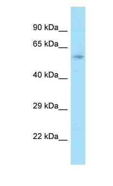 GCP60 / ACBD3 Antibody (aa228-277)