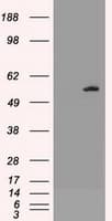 AKT3 Antibody (clone OTI9B2)