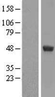 DDX39B / UAP56 Protein (Over-Expression Lysate Myc-DDK (Flag))