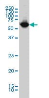 NARS Antibody (clone 2D6)