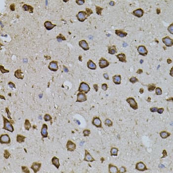 IRF1 / MAR Antibody