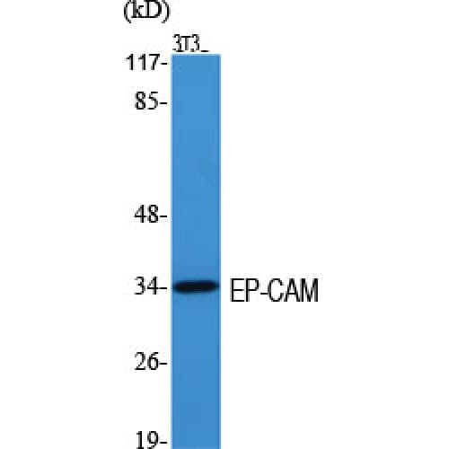 EPCAM Antibody (90-170 aa, Internal)