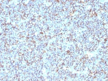 CD99 Antibody (clone SPM596, Azide-free, BSA-free)