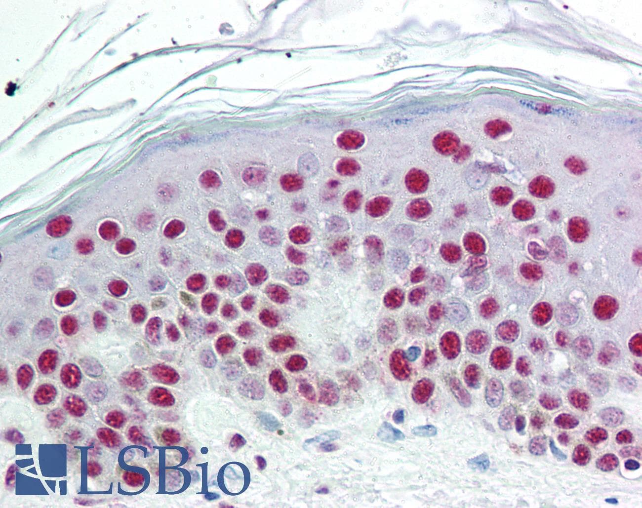 IHC-plus™ SET / TAF-I Antibody (aa66-81)