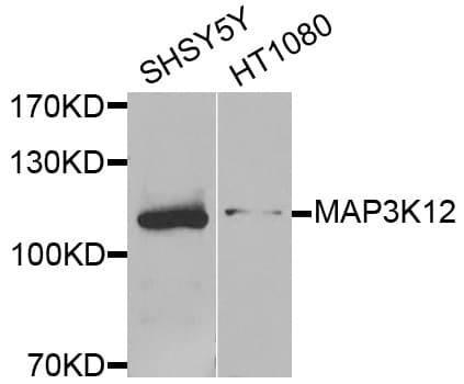 Polyclonal Rabbit anti-Human MAP3K12 Antibody (WB)