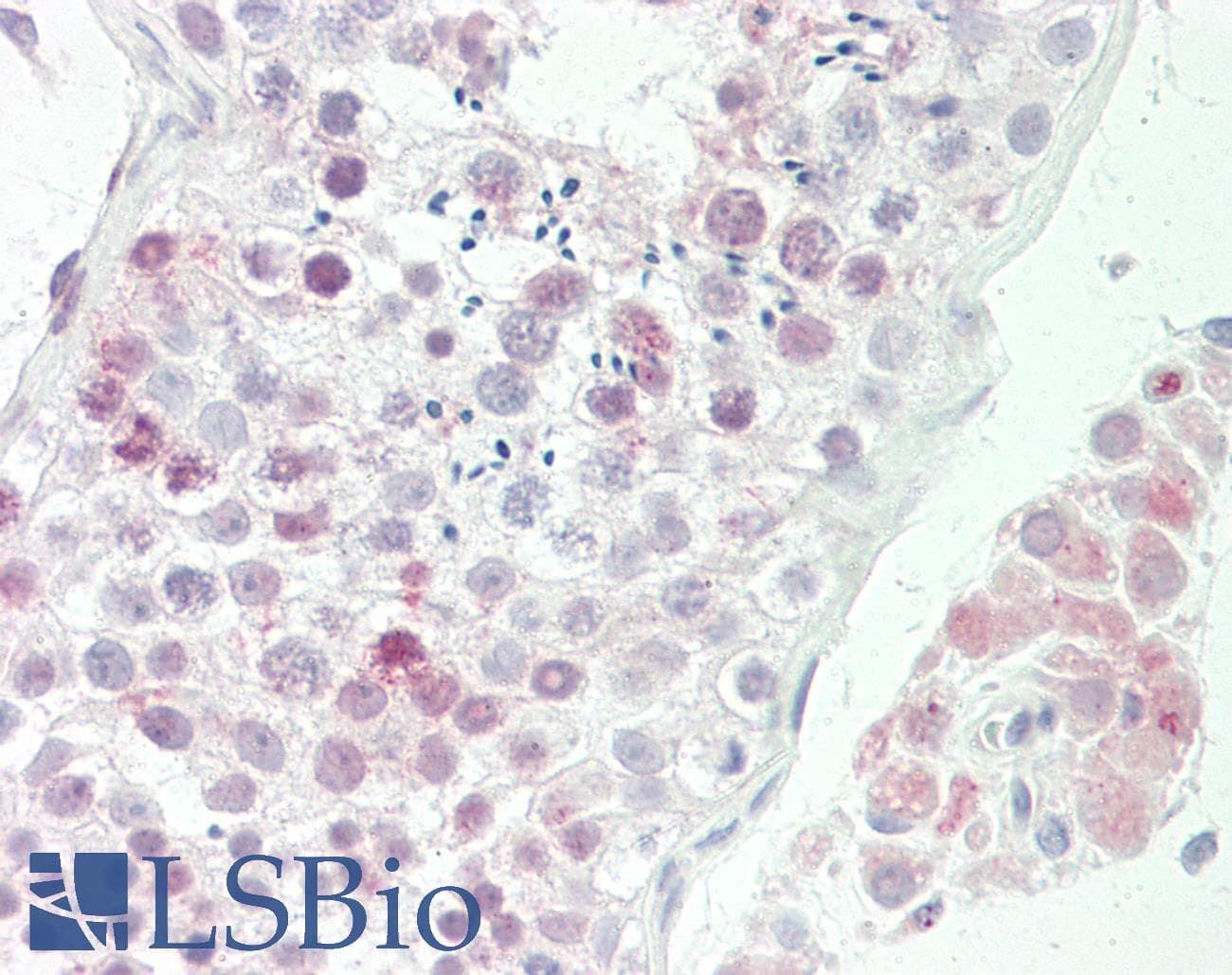 IHC-plus™ NSG1 Antibody (aa112-161)