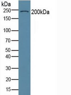 COL6A3 / Collagen VI Alpha 3 Antibody (aa463-624)