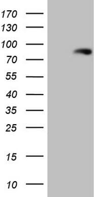 LAG3 Antibody (aa66-332, clone OTI5C3)