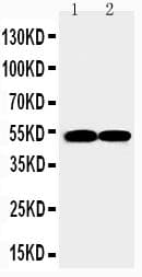 FLI1 Antibody (aa54-73)