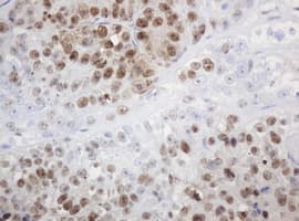 PCNA Antibody (clone OTI4G3)