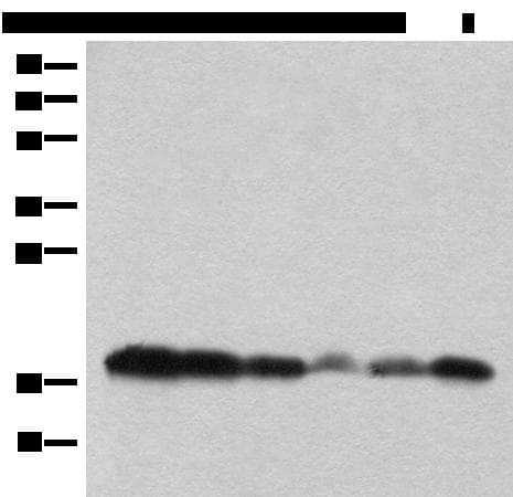 BUD31 Antibody