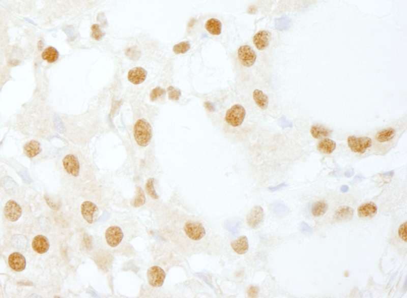 INTS6 Antibody (aa750-800)